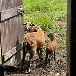 Apartament Chateau Dore Les Tours - Loup - Proche Puy Du Fou Montfaucon-Montigne