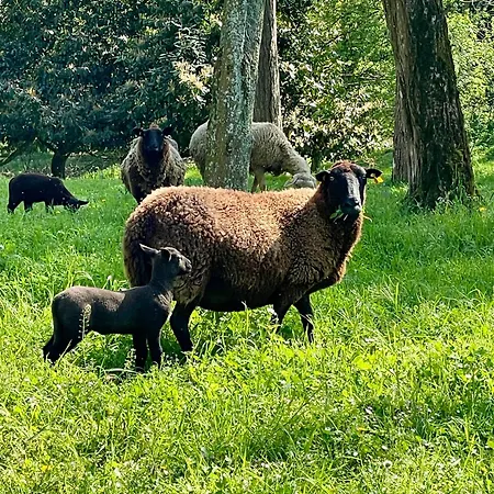 Chateau Dore Les Tours - Loup - Proche Puy Du Fou דירה