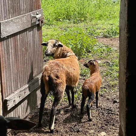 Apartmán Chateau Dore Les Tours - Loup - Proche Puy Du Fou Montfaucon-Montigne